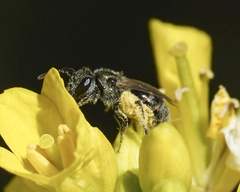 Dialictus