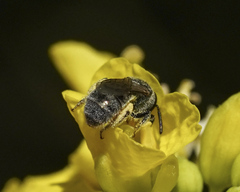 Dialictus