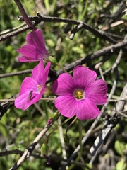 Oxalis