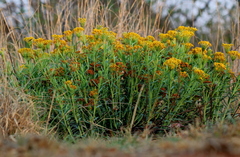 Lasiosiphon capitatus