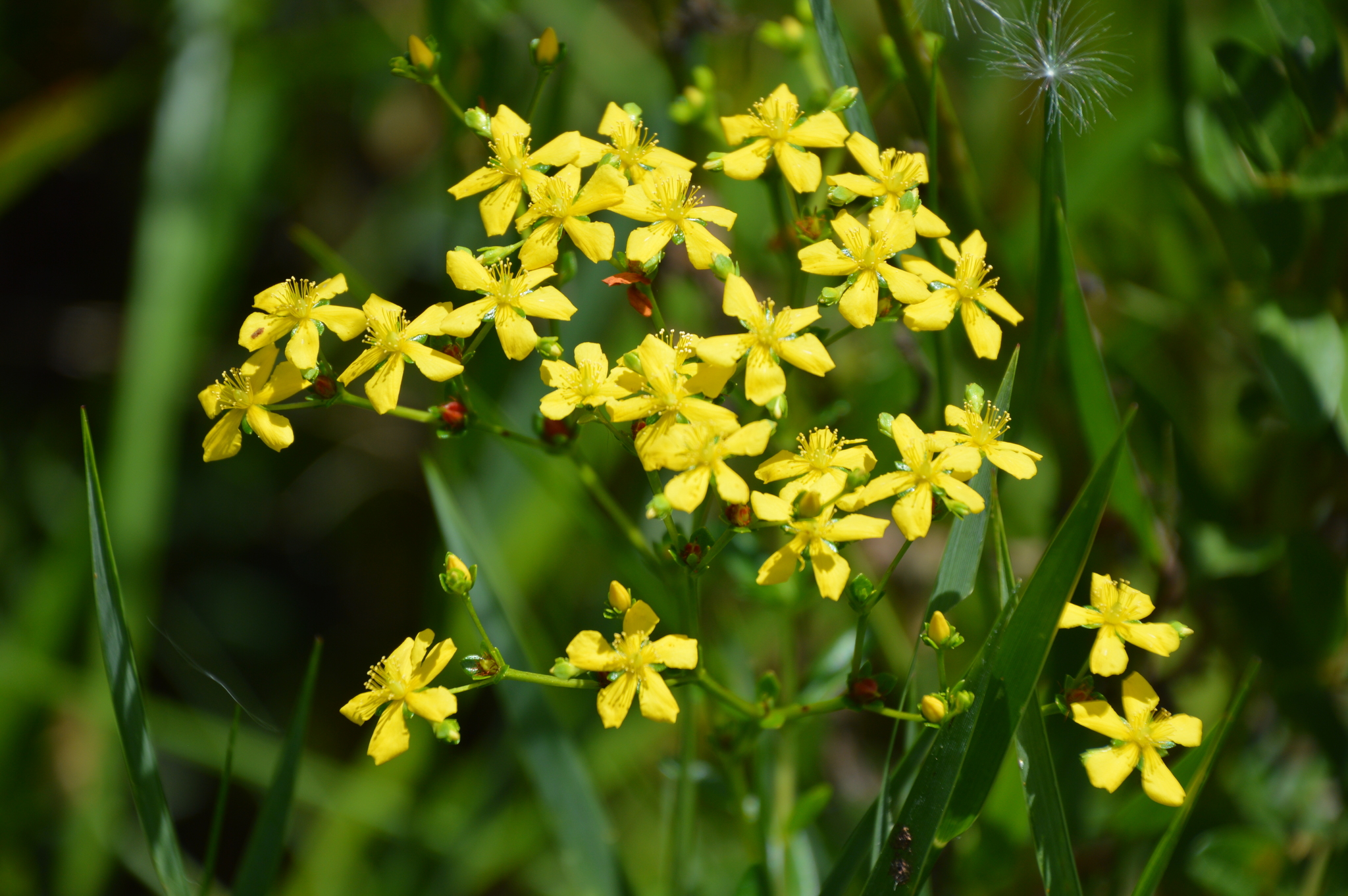 Hypericum cistifolium