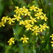 Hypericum cistifolium - Photo (c) Tom Palmer,  זכויות יוצרים חלקיות (CC BY-NC), הועלה על ידי Tom Palmer
