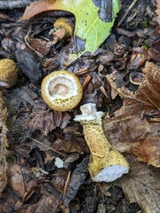 Pholiota squarrosa