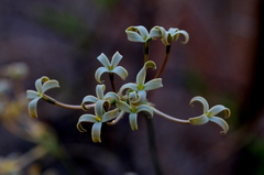 Kohautia amatymbica