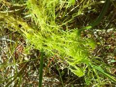 Sphagnum flexuosum