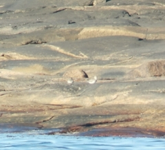 Pluvialis squatarola