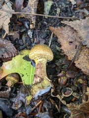 Pholiota squarrosa