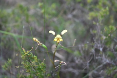 Diuris maculata