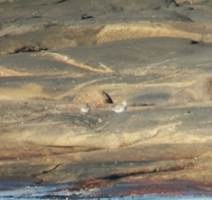 Pluvialis squatarola