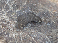 Pyrginae