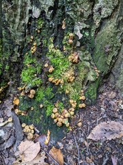 Pholiota squarrosa