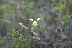 Diuris maculata