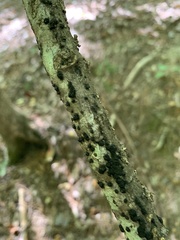 Hypoxylon fragiforme