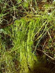 Sphagnum flexuosum