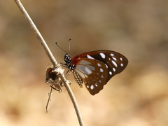 Graphium leonidas leonidas