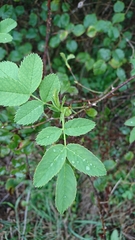 Rosa corymbifera