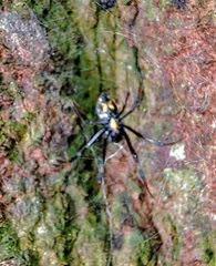 Nephilengys malabarensis