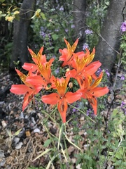 Alstroemeria ligtu