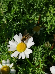 Syrphus