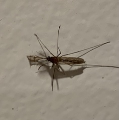Culicinae