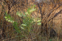Gomphocarpus fruticosus