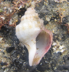 Austrofusus glans