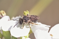 Pseudapis diversipes