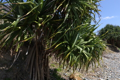 Pandanus tectorius
