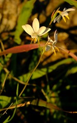Hesperantha bachmannii