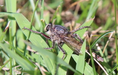 Proctacanthus milbertii