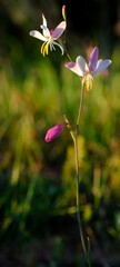 Hesperantha bachmannii