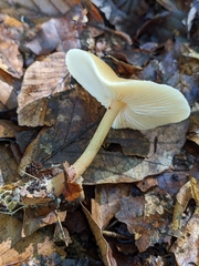 Rhodocollybia