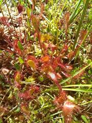 Drosera × obovata