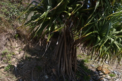 Pandanus tectorius