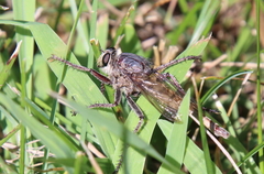 Proctacanthus milbertii