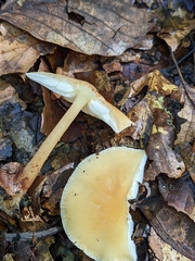 Rhodocollybia