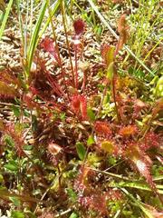 Drosera × obovata