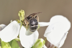 Pseudapis diversipes