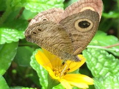 Ypthima horsfieldii humei
