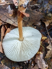 Rhodocollybia