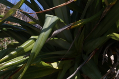 Pandanus tectorius