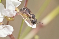 Pseudapis diversipes