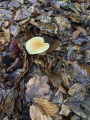 Rhodocollybia