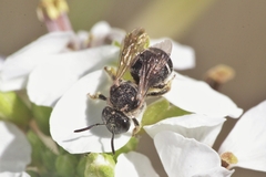 Pseudapis diversipes