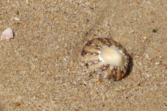Cellana tramoserica