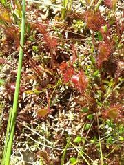 Drosera × obovata