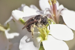 Pseudapis diversipes