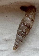 Papillifera papillaris