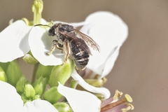 Pseudapis diversipes