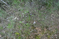 Wahlenbergia gracilis